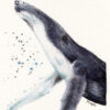 16. BALLENA PS scaled