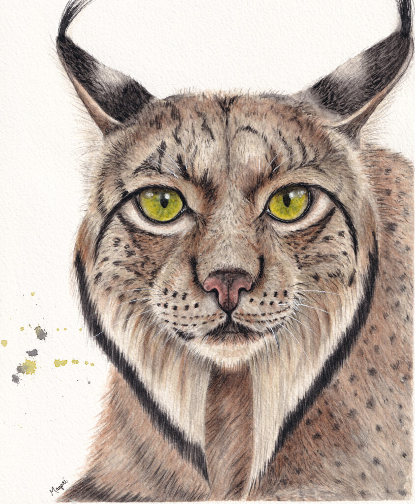 5. LINCE PS scaled